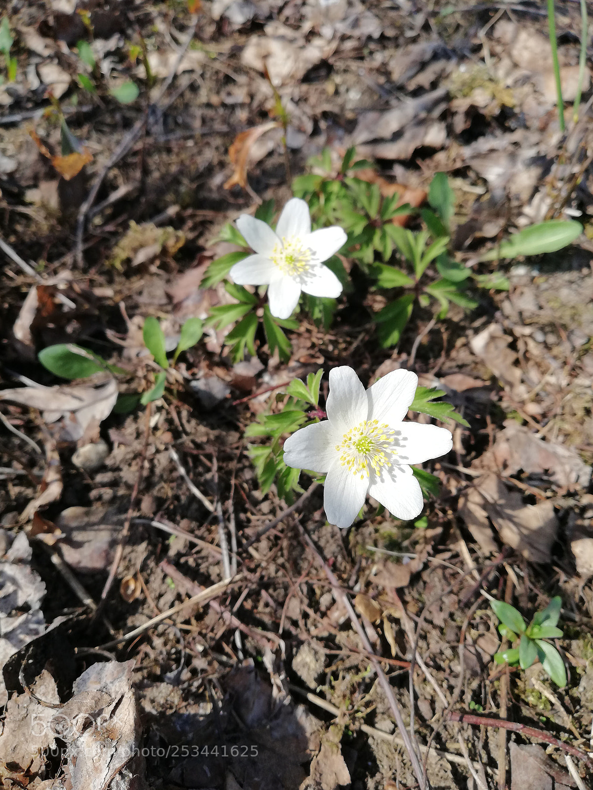 HUAWEI Mate 10 Lite sample photo. Untitled photography
