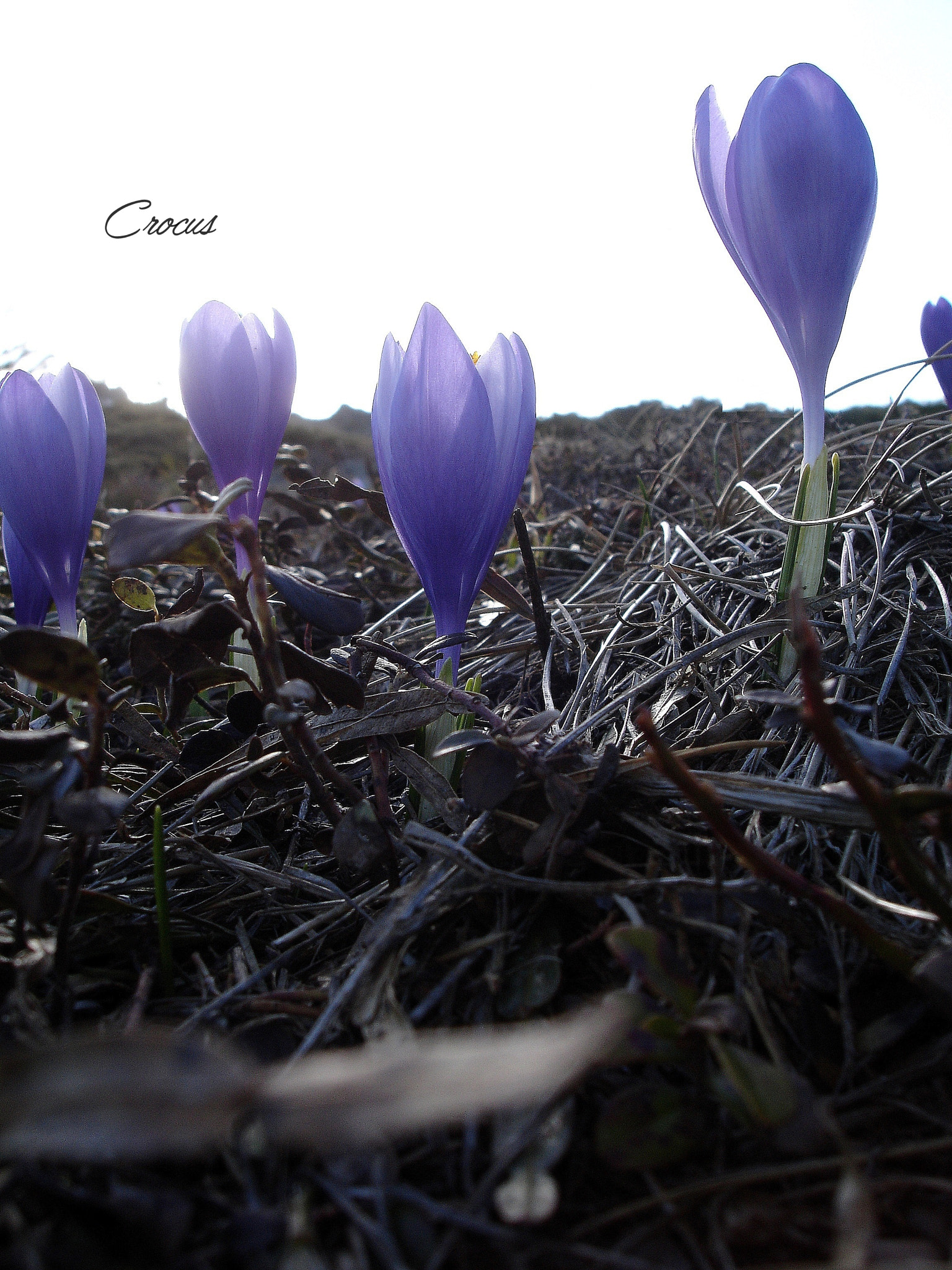 Sony DSC-P200 sample photo. Crocus photography