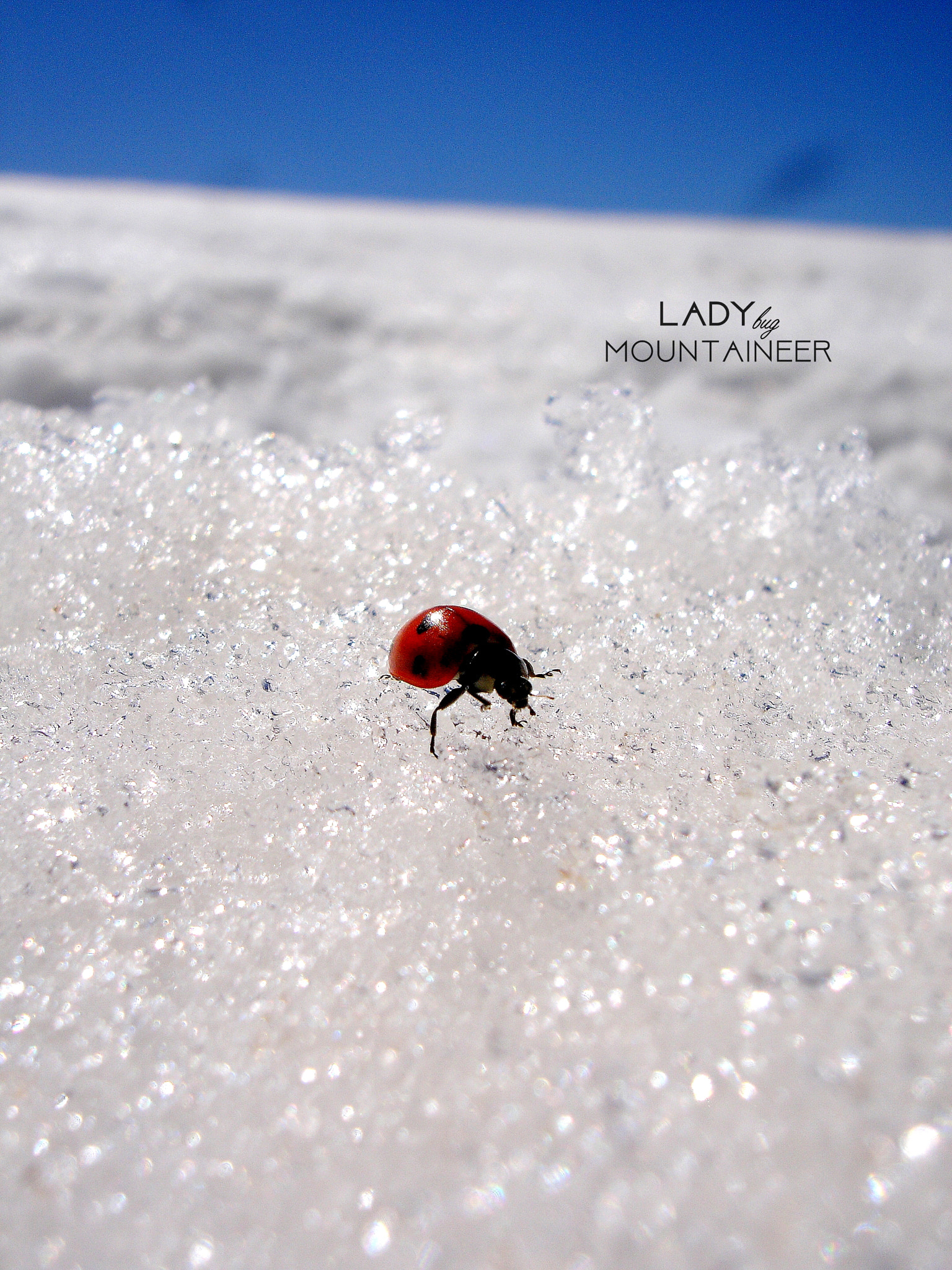 Sony DSC-P200 sample photo. Ladybug photography