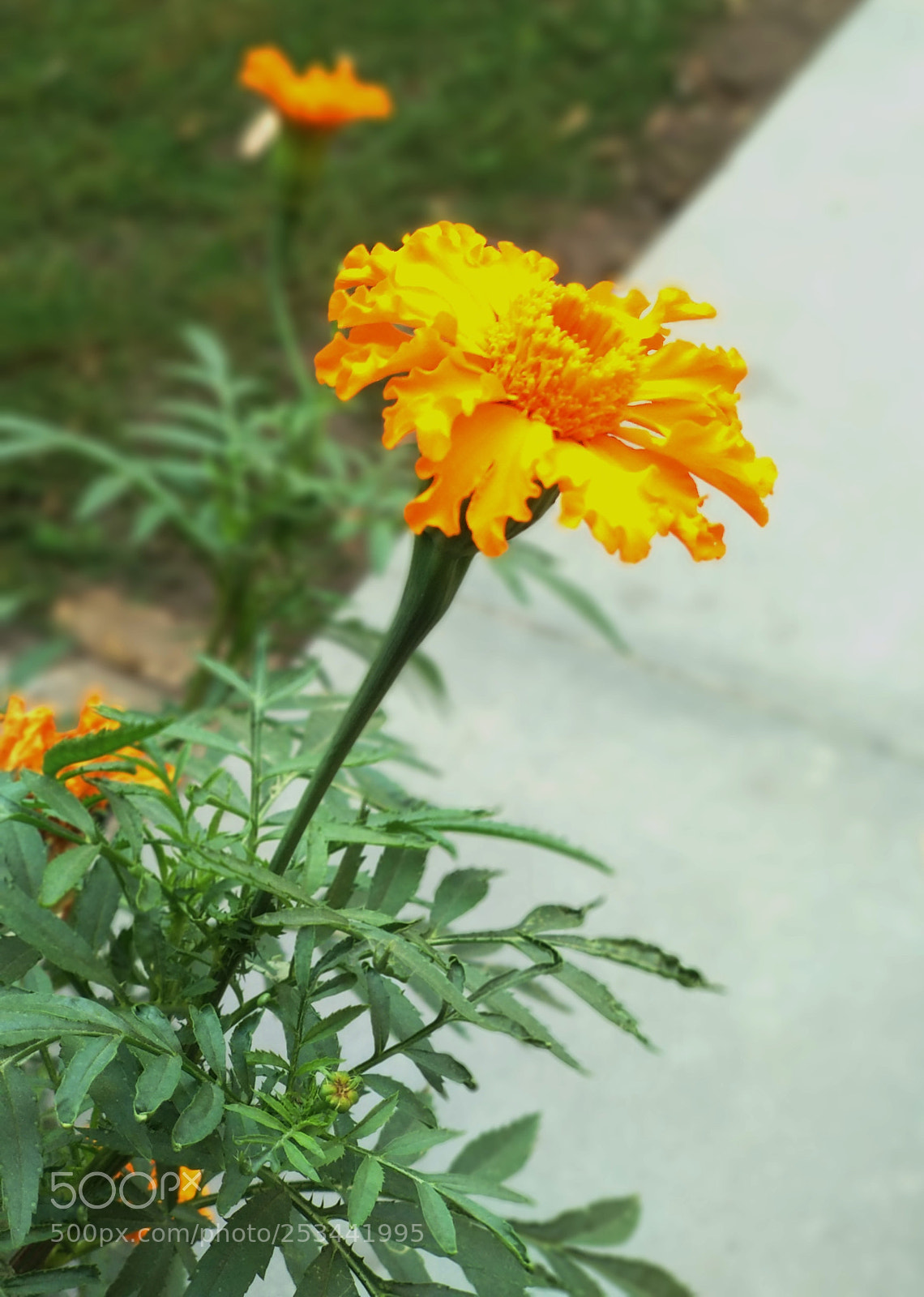 Xiaomi Mi A1 sample photo. Bloom photography