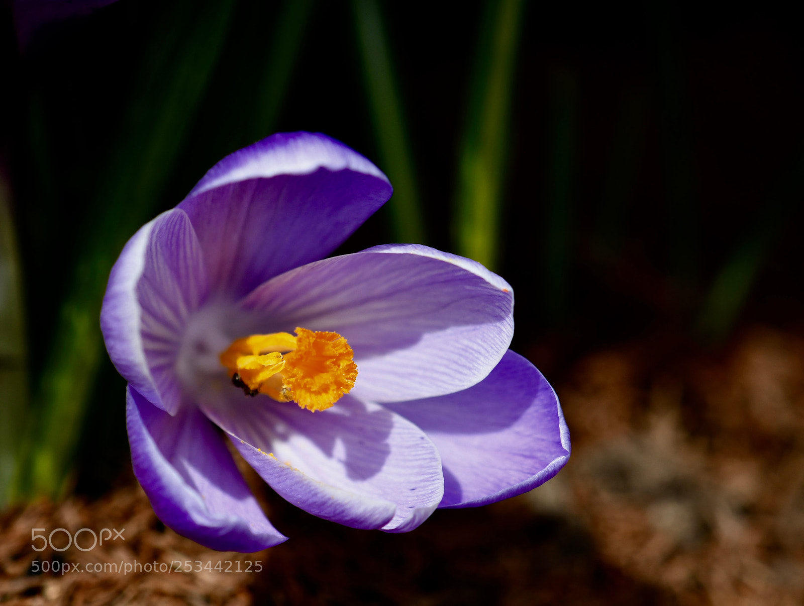 Nikon D500 sample photo. Untitled photography