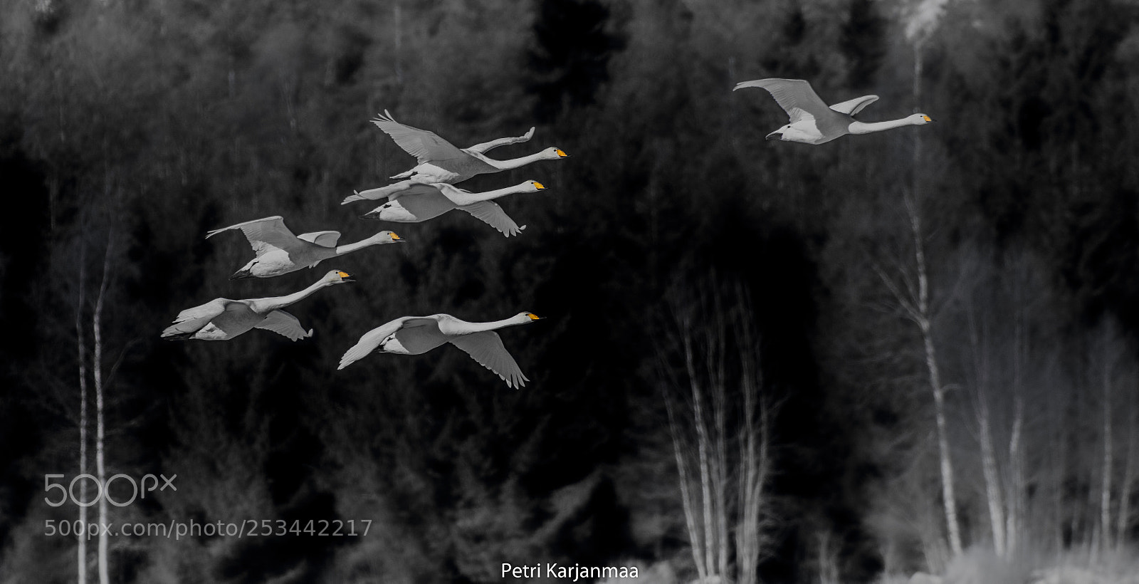 Canon EOS 7D Mark II sample photo. Song to spring photography