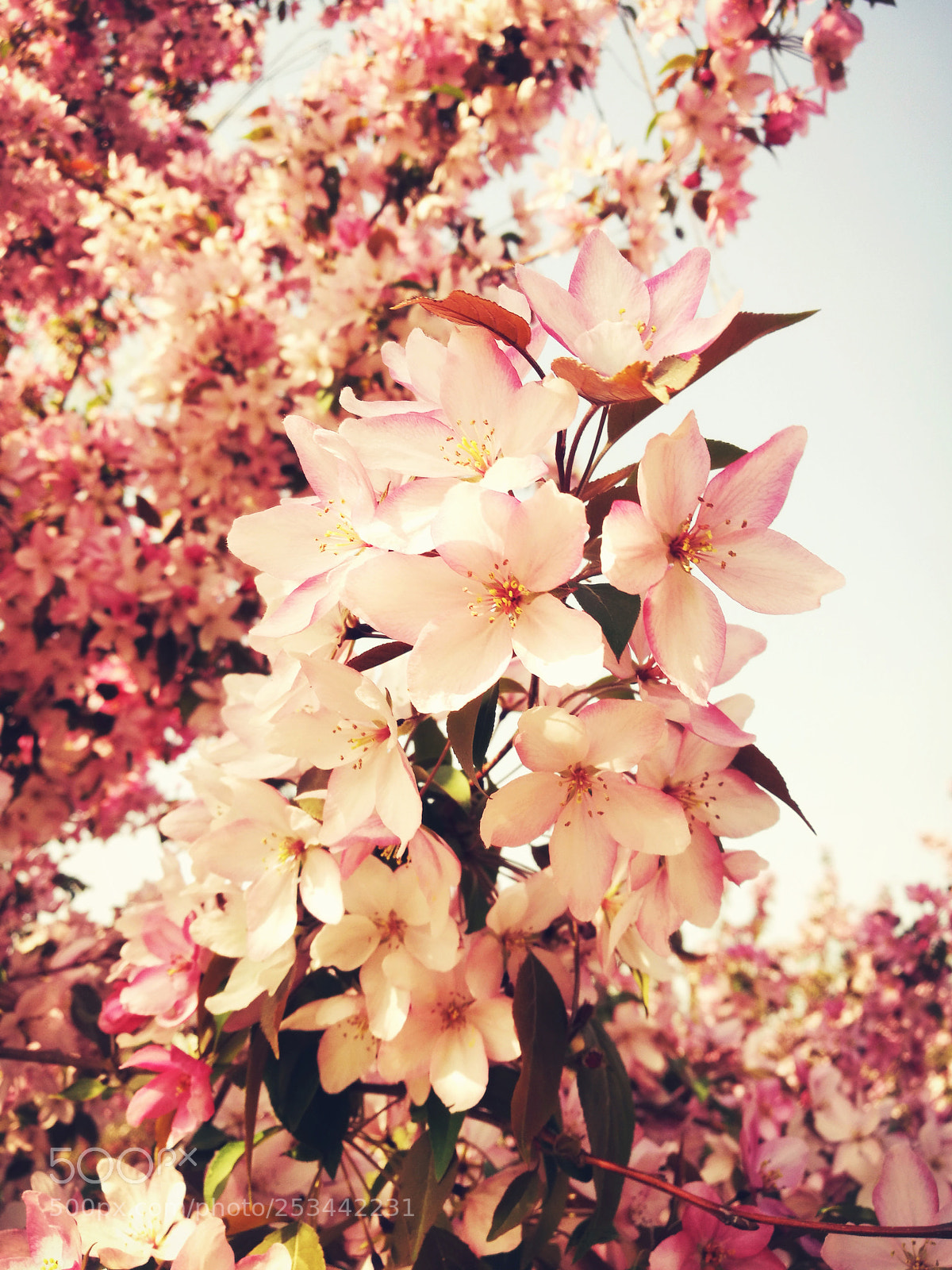 HUAWEI P9 sample photo. Blooming photography