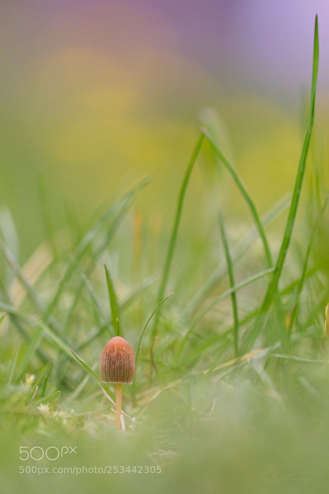 Canon EOS 70D sample photo. Mushroom photography