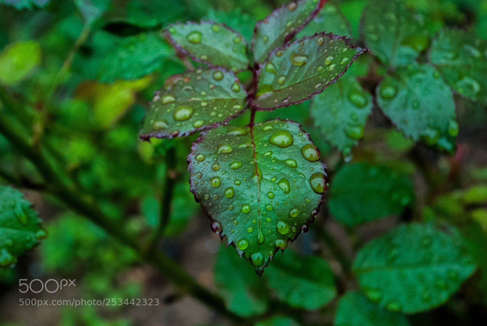 Nikon D60 sample photo. F photography