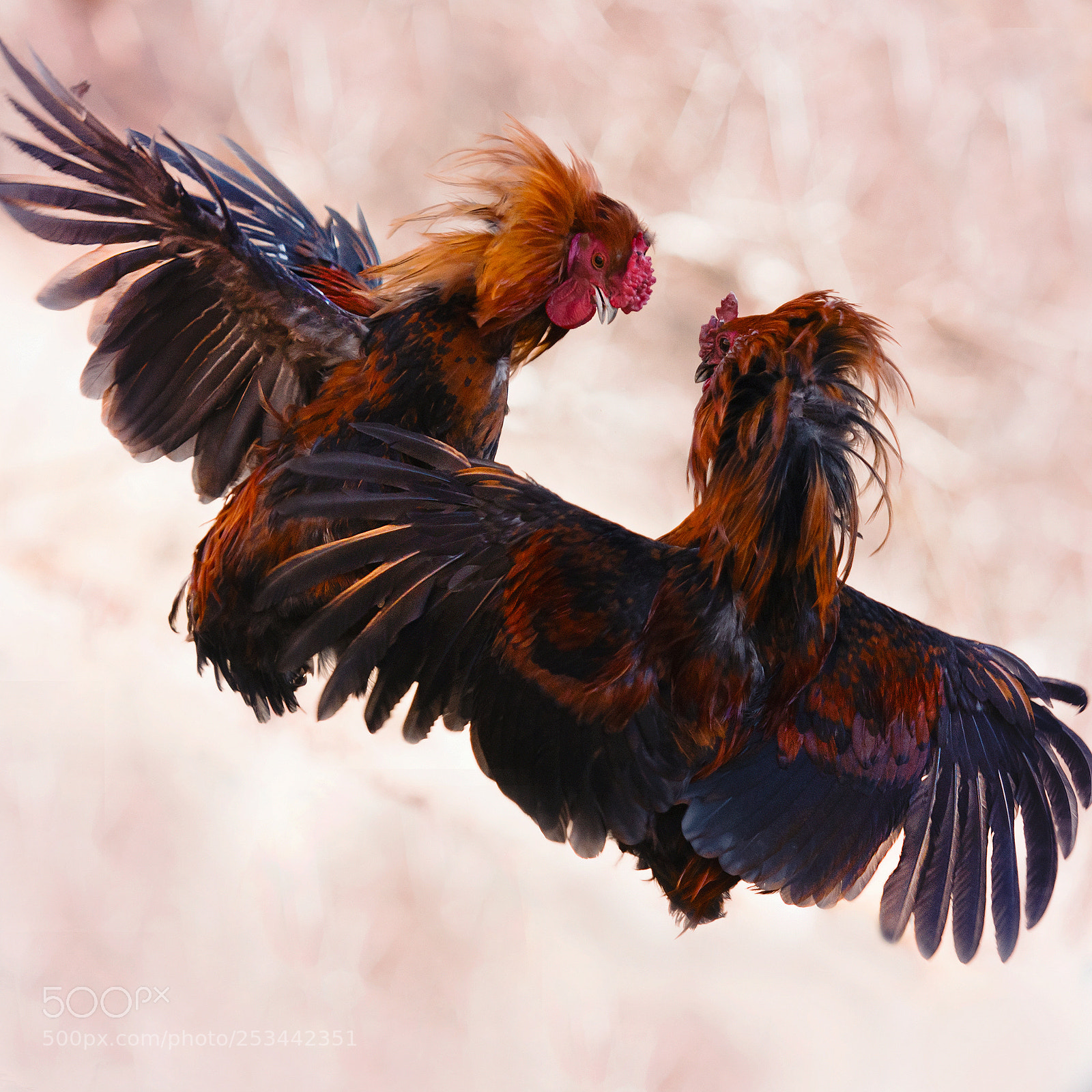 Nikon D850 sample photo. Roosters with summer felings photography