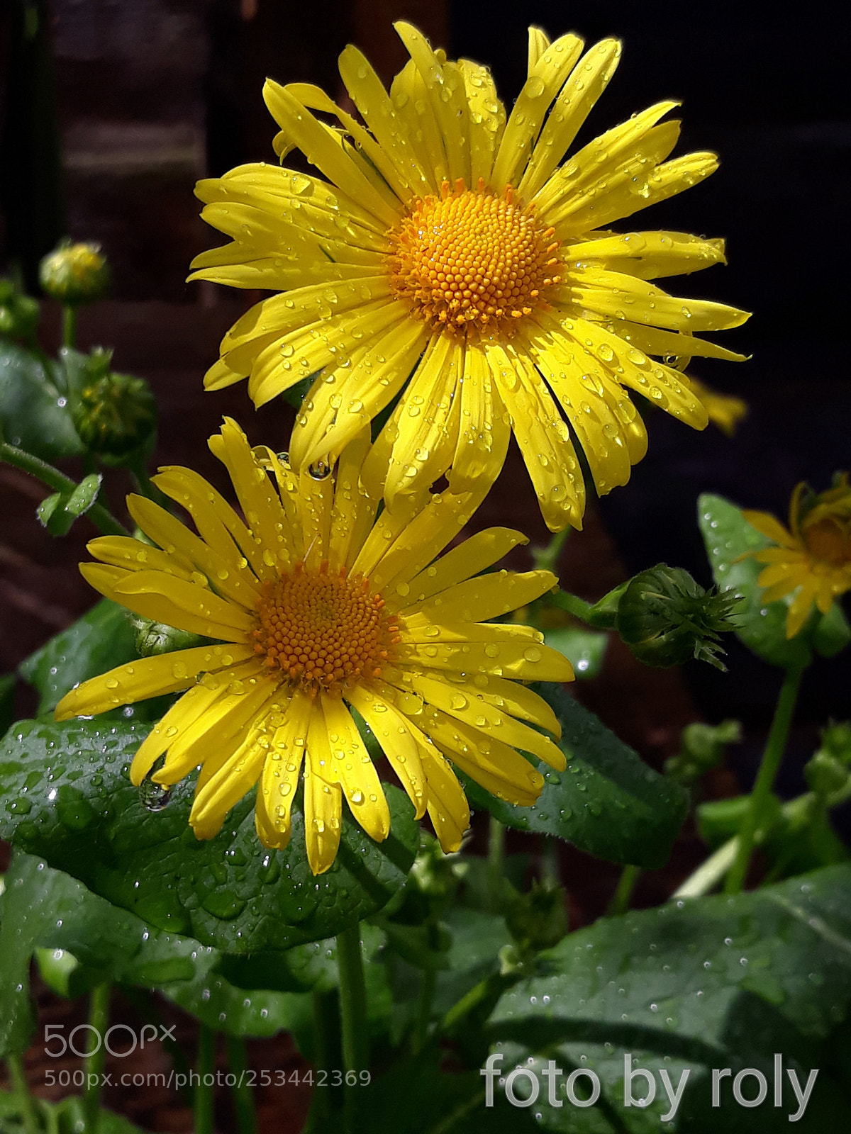 Samsung Galaxy J5 sample photo. Frühlingsblumen im garten photography