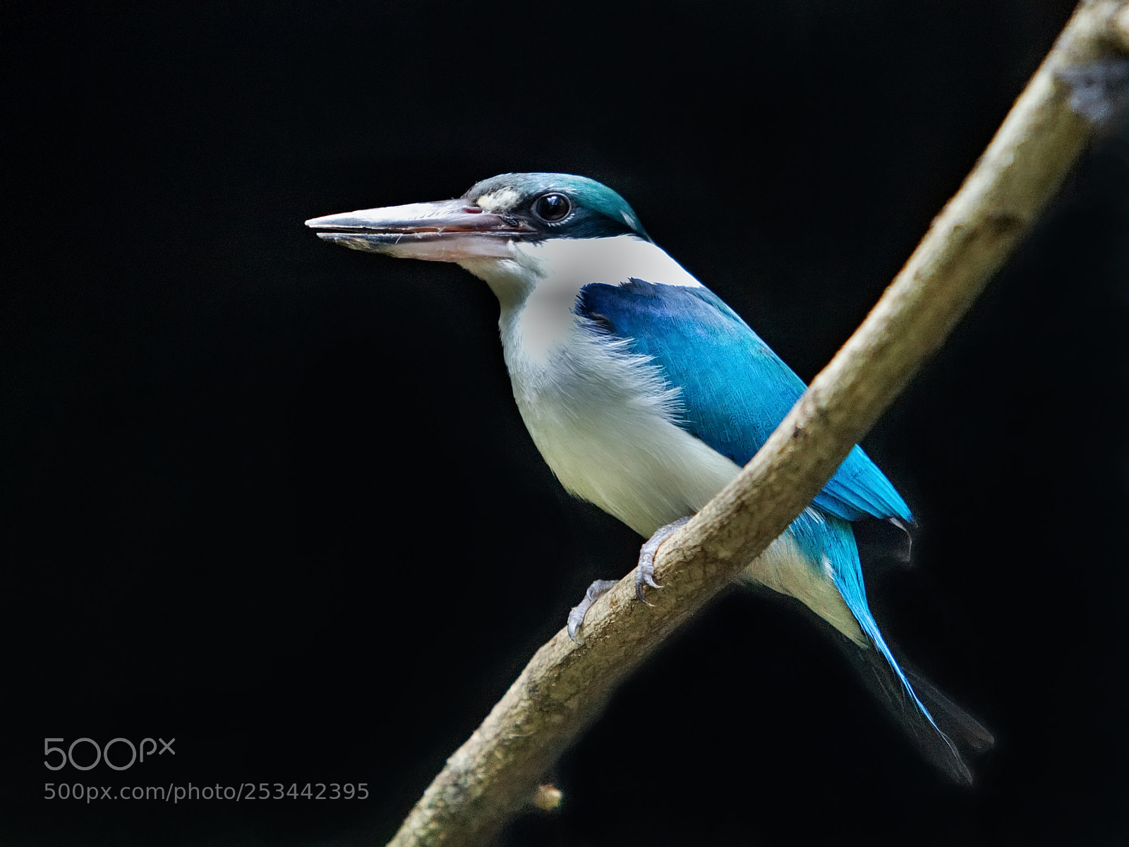Canon EOS 5D Mark II sample photo. Talaud kingfisher (todiramphus enigma) photography
