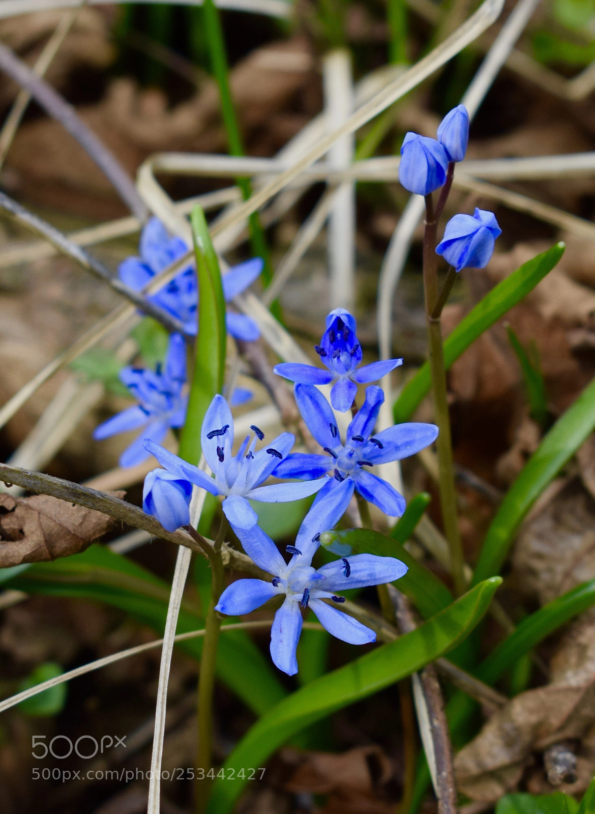 Nikon D3300 sample photo. Wildflowers  photography