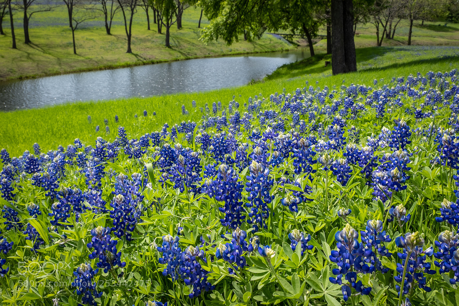 Fujifilm X-T2 sample photo. Texas bluebonnets photography