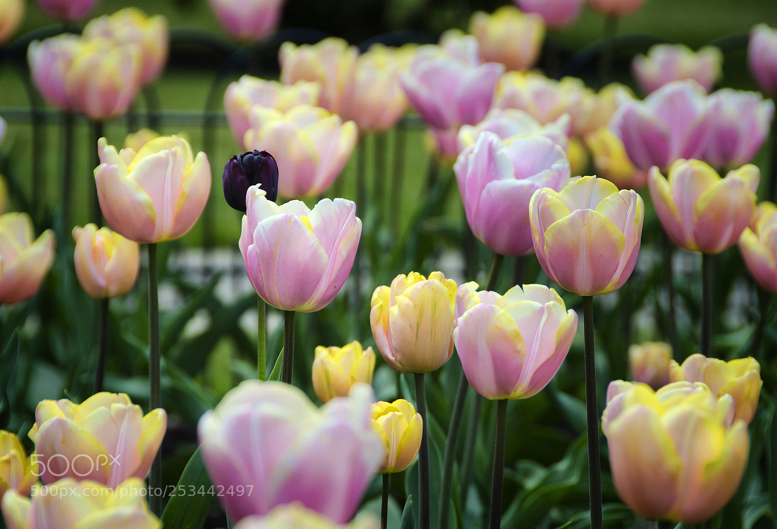 Nikon D7000 sample photo. Stand out from the photography