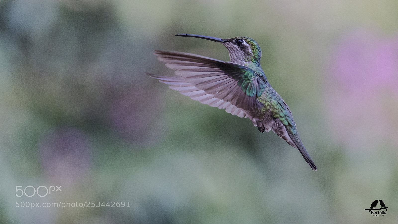 Canon EOS-1D X sample photo. Lampornis clemenciae photography