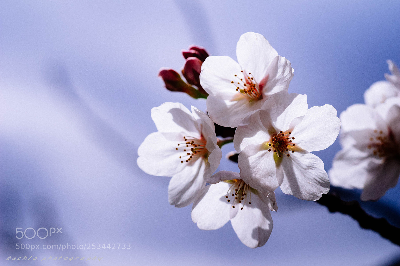 Olympus OM-D E-M1 sample photo. Cherry blossom photography