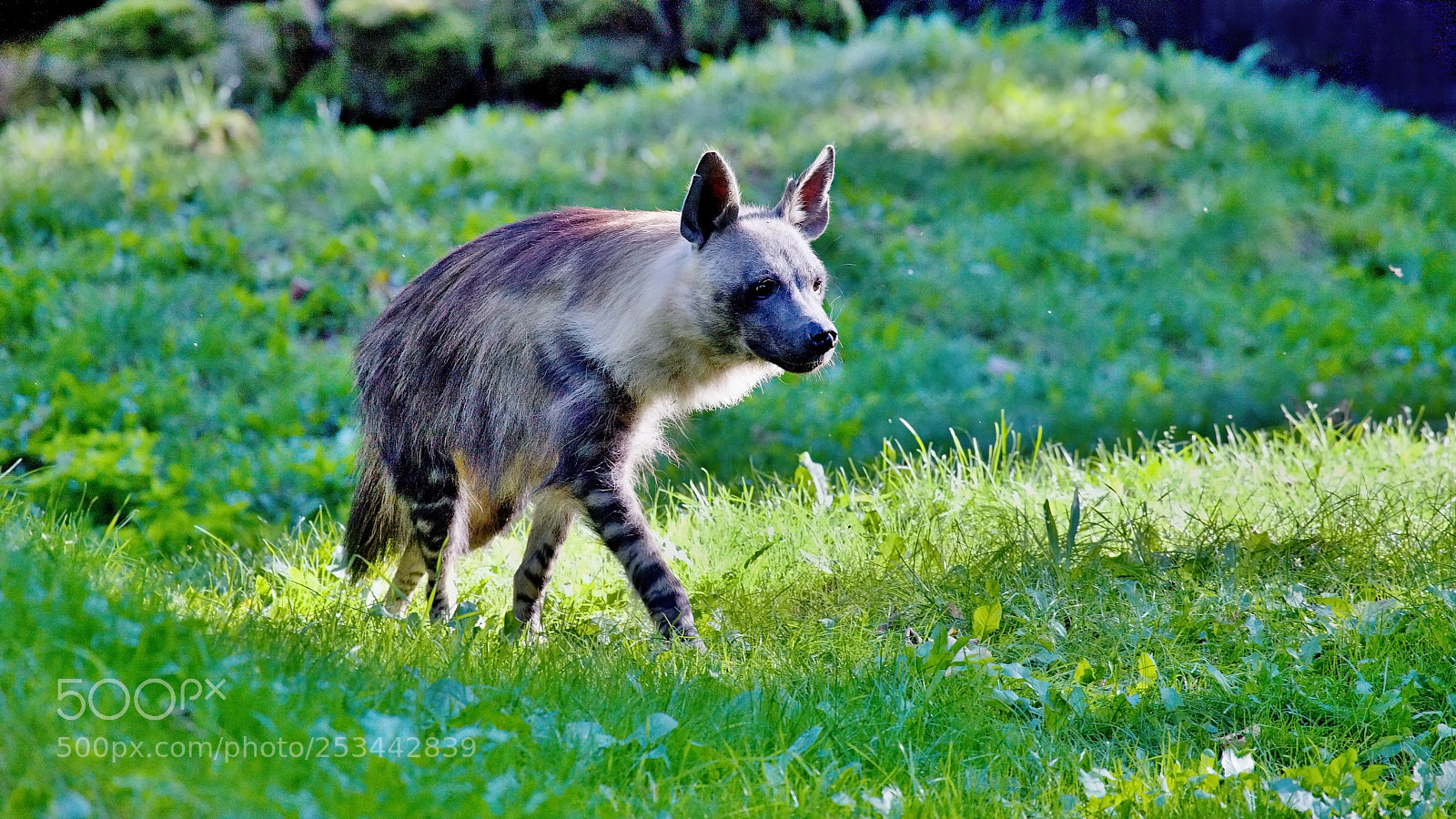 Canon EOS 5D Mark II sample photo. Brown hyena (hyaena brunnea) photography