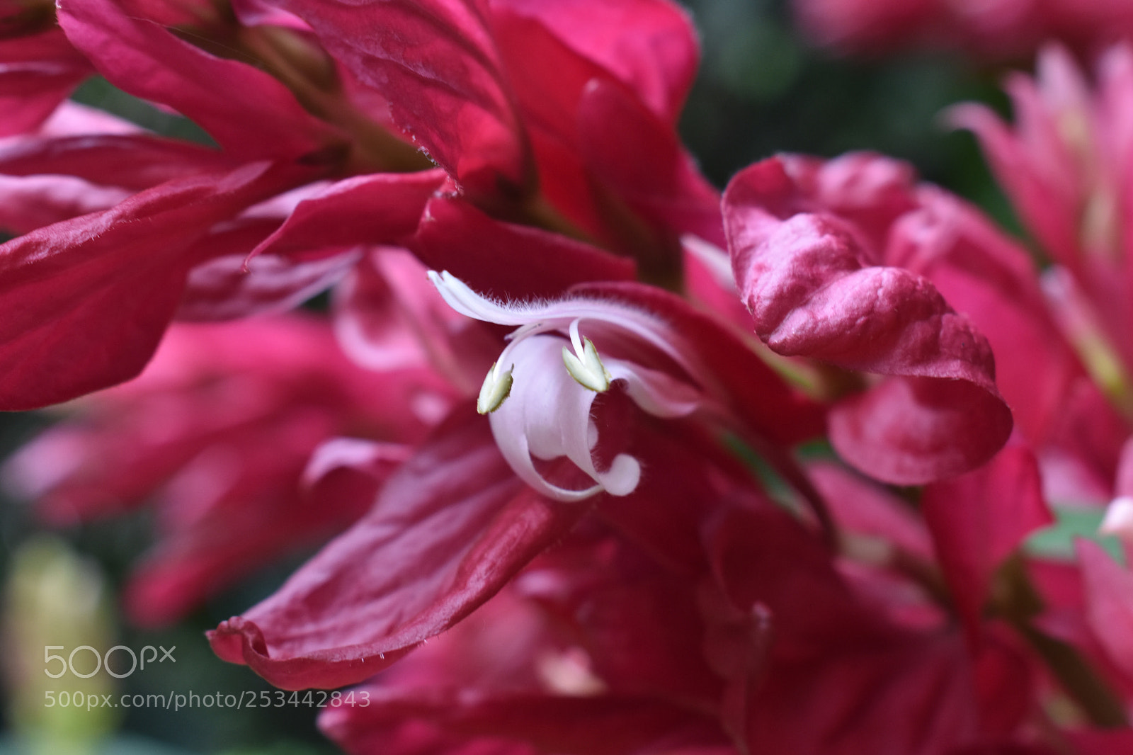 Nikon D3400 sample photo. Floral fangs photography