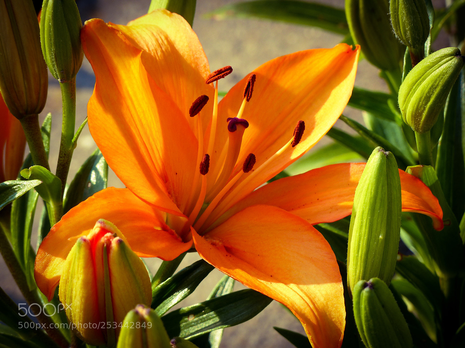 Panasonic Lumix DMC-FZ200 sample photo. Untitled photography
