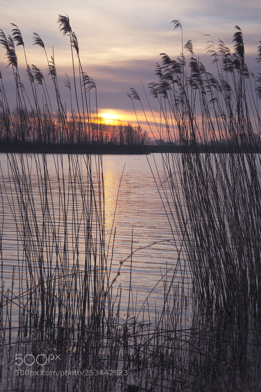 Nikon 1 J5 sample photo. Reed photography