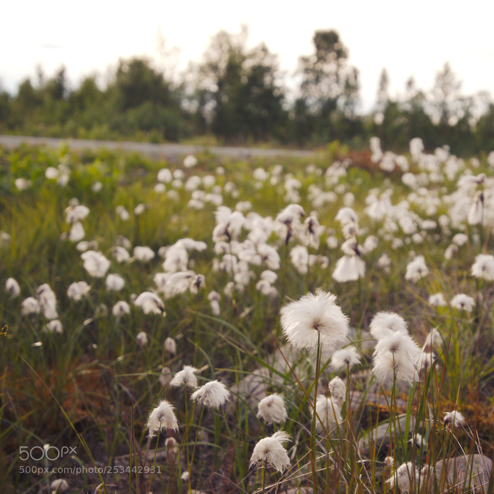 Panasonic Lumix DMC-GX8 sample photo. Cottongrass photography