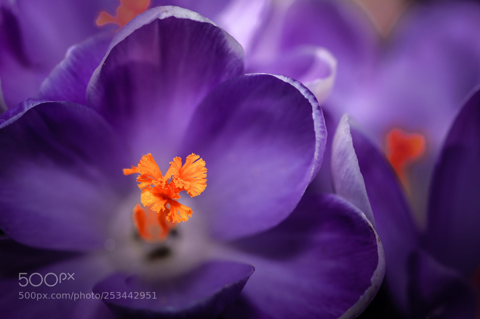 Nikon D7100 sample photo. Crocus photography
