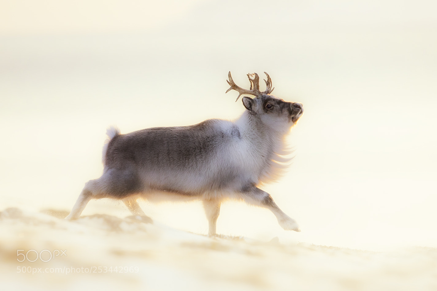 Canon EOS 5D Mark IV sample photo. Svalbard reindeer photography