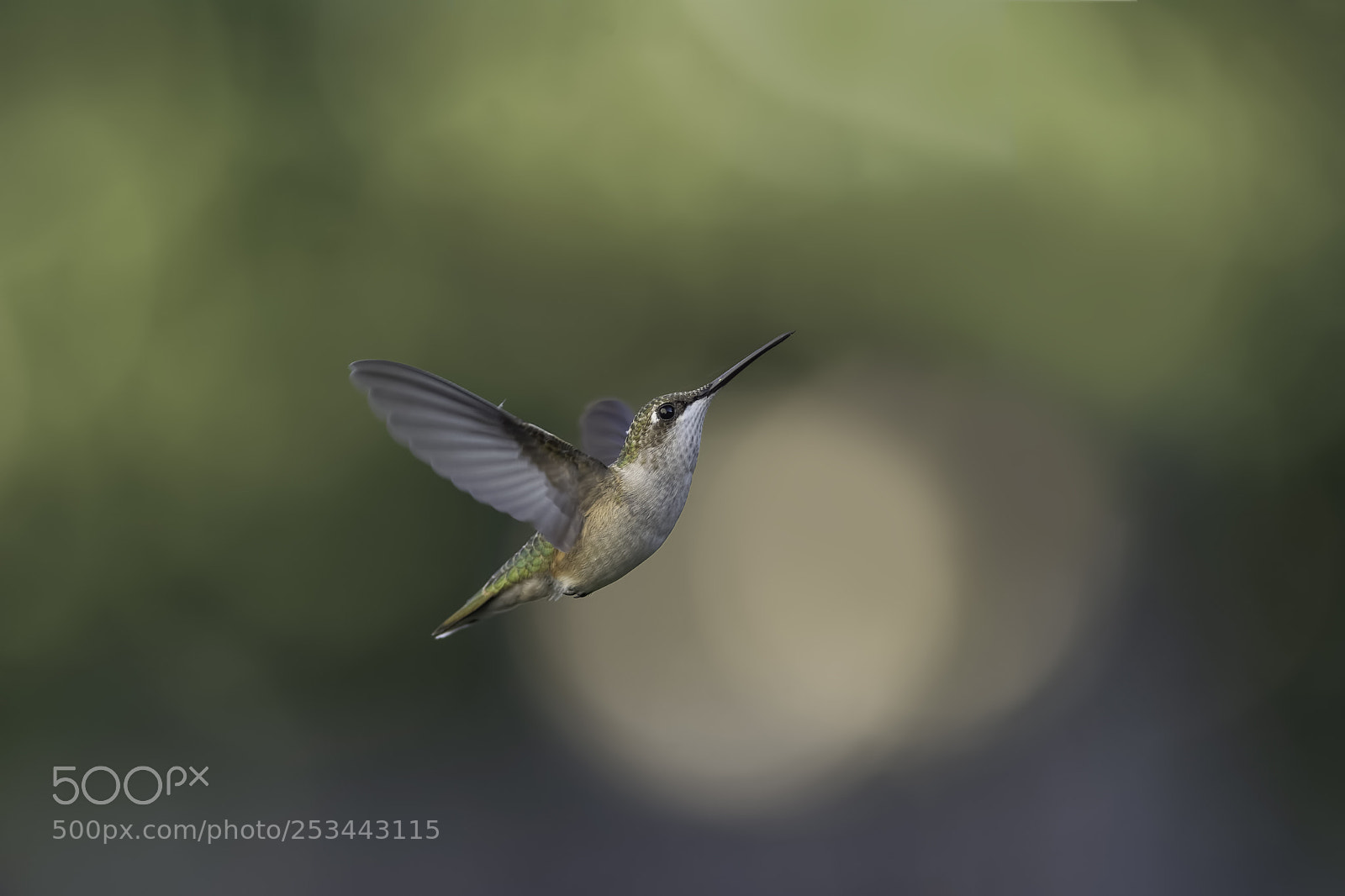 Nikon D7100 sample photo. Flying free photography