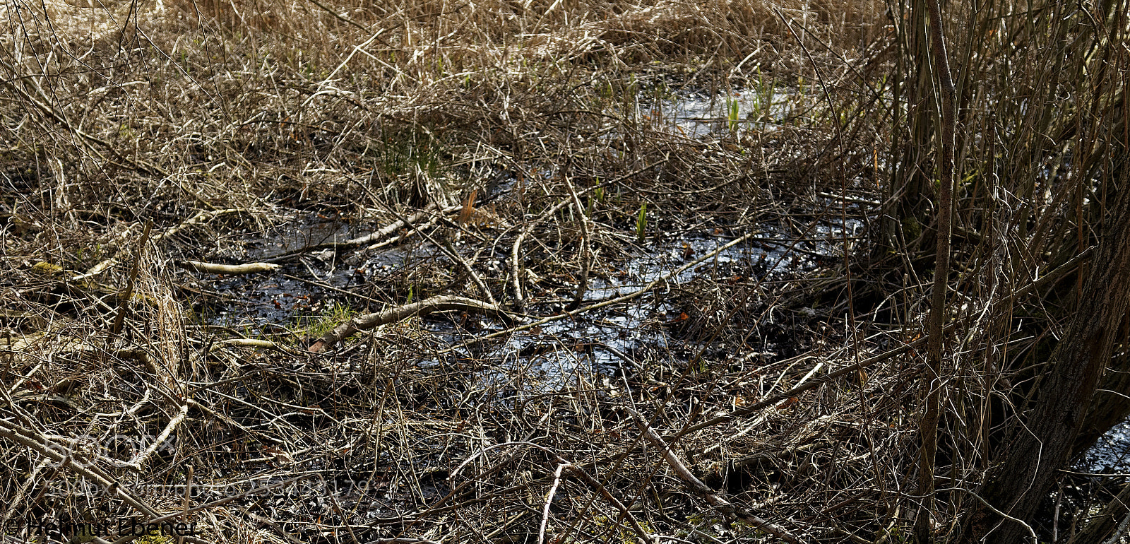 Olympus OM-D E-M5 sample photo. Braunschweig, natur photography