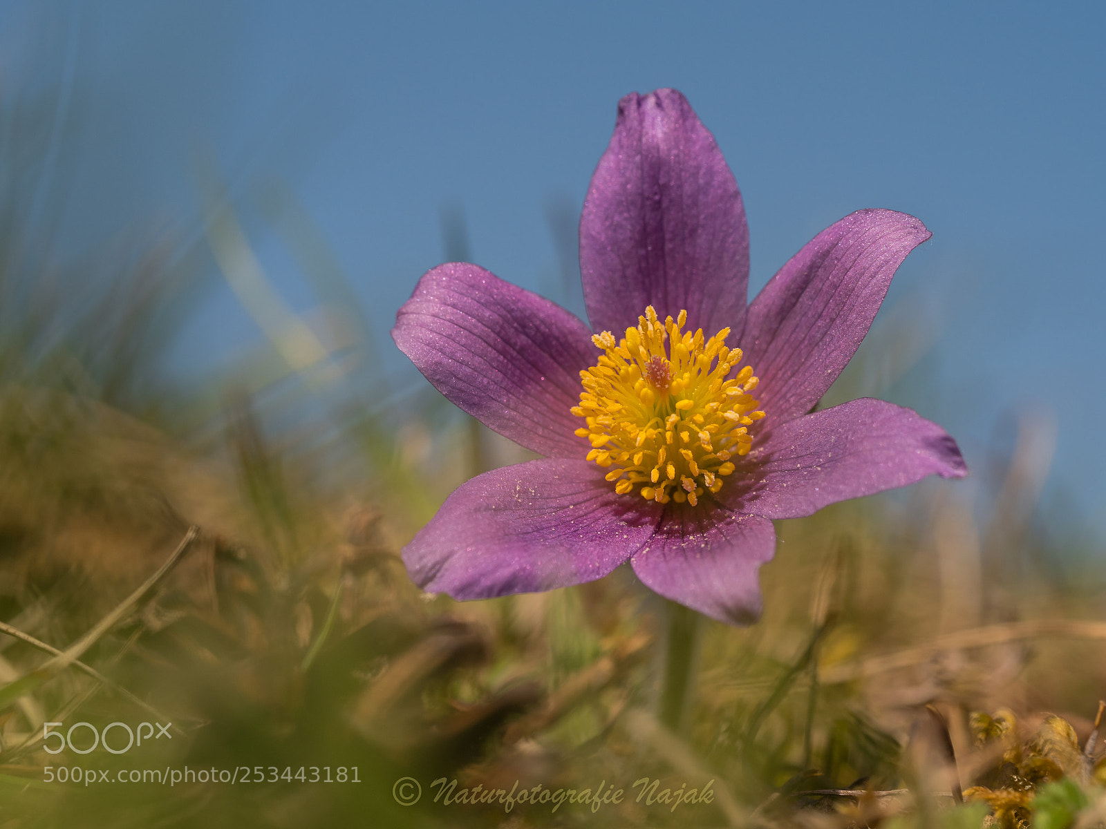 Olympus PEN-F sample photo. Pulsatilla vulgaris photography