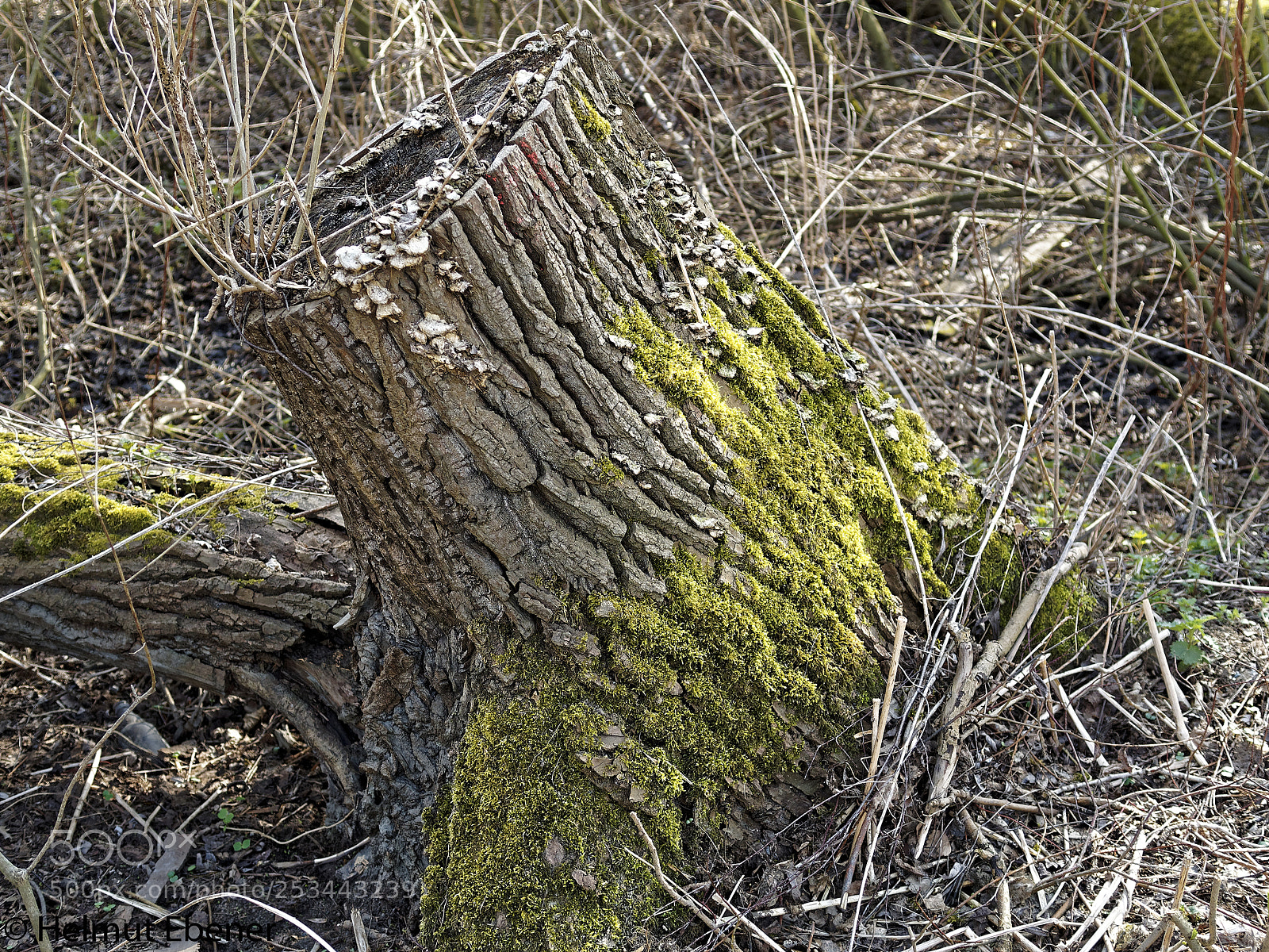 Olympus OM-D E-M5 sample photo. Braunschweig, natur photography
