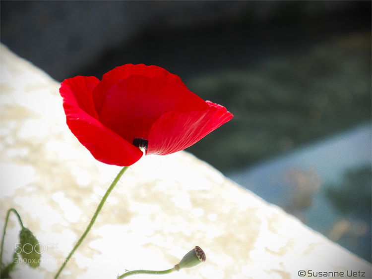 Canon EOS M10 sample photo. Poppy season photography