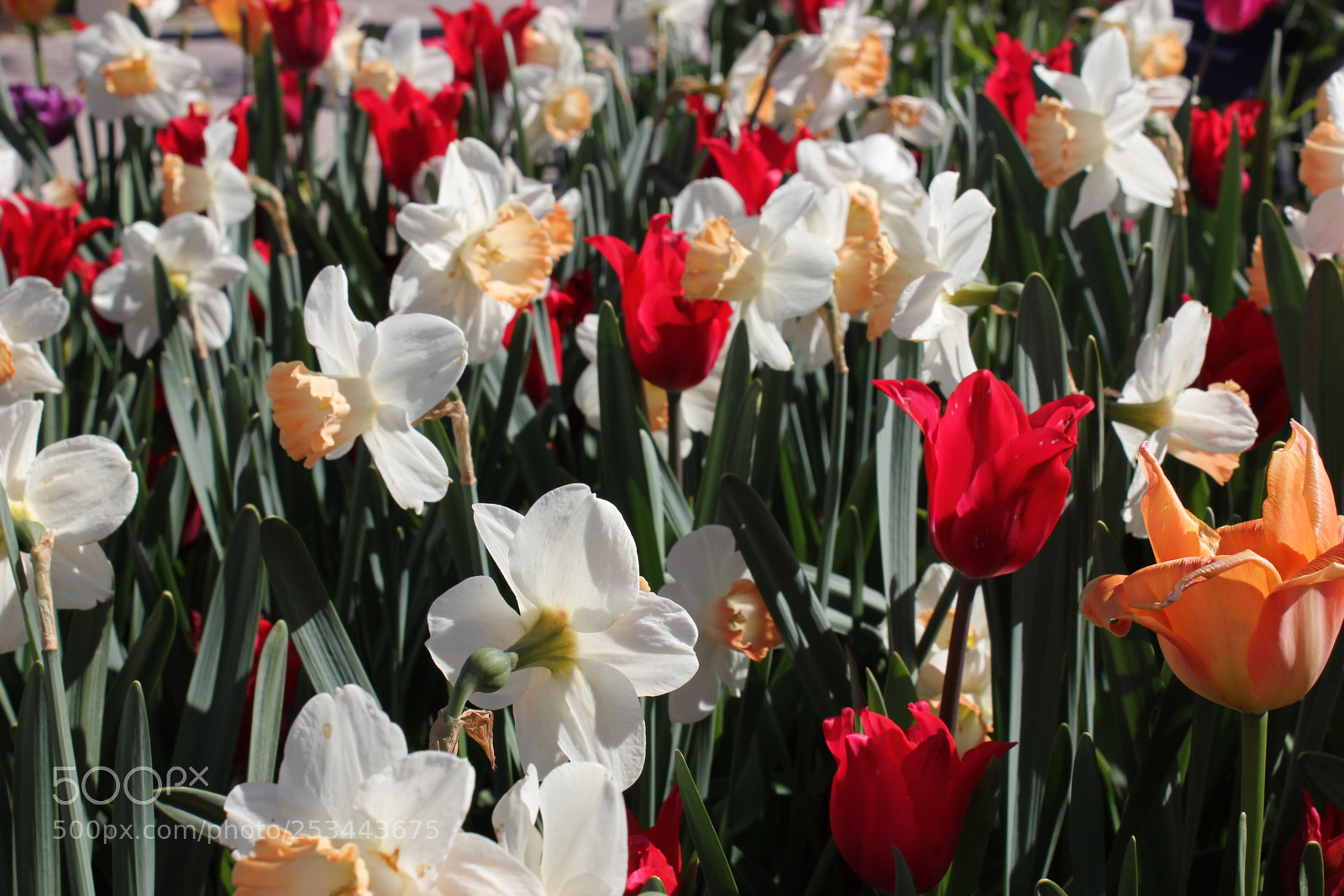 Canon EOS 550D (EOS Rebel T2i / EOS Kiss X4) sample photo. Tulips edward's gardens, toronto photography