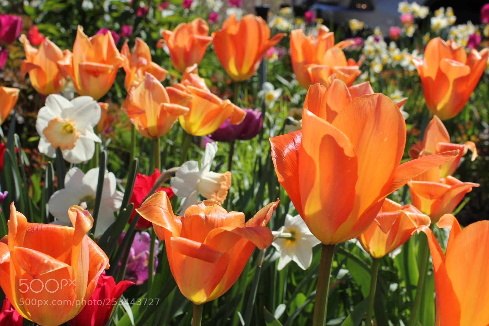 Canon EOS 550D (EOS Rebel T2i / EOS Kiss X4) sample photo. Tulips edward's gardens, toronto photography