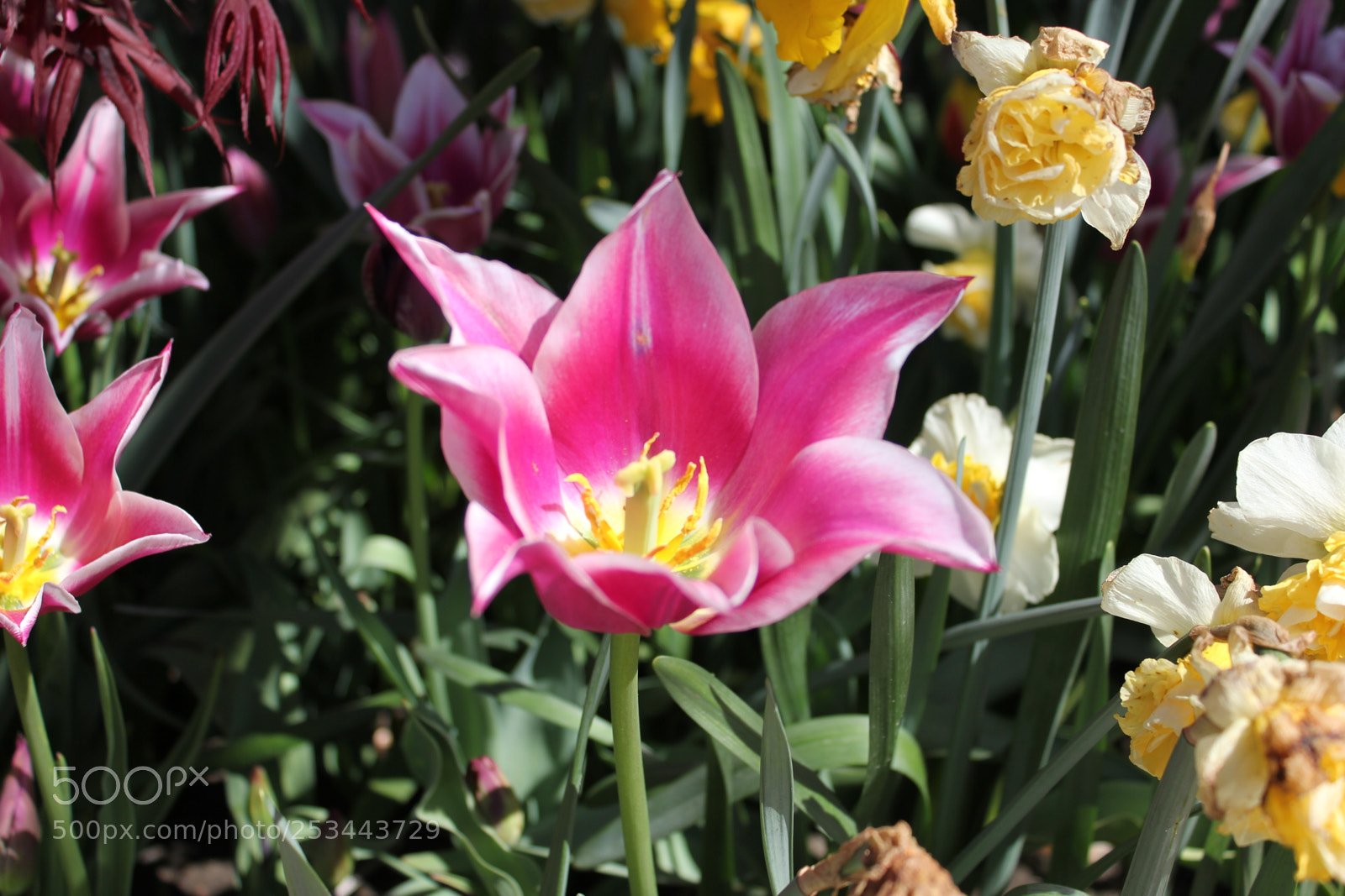 Canon EOS 550D (EOS Rebel T2i / EOS Kiss X4) sample photo. Tulips edward's gardens, toronto photography
