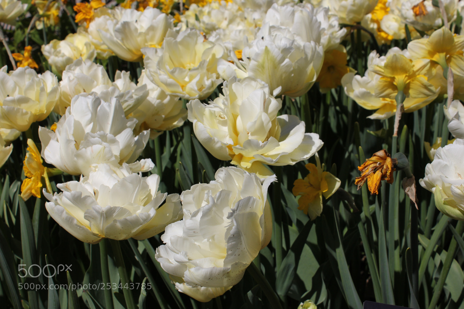 Canon EOS 550D (EOS Rebel T2i / EOS Kiss X4) sample photo. Tulips edward's gardens, toronto photography