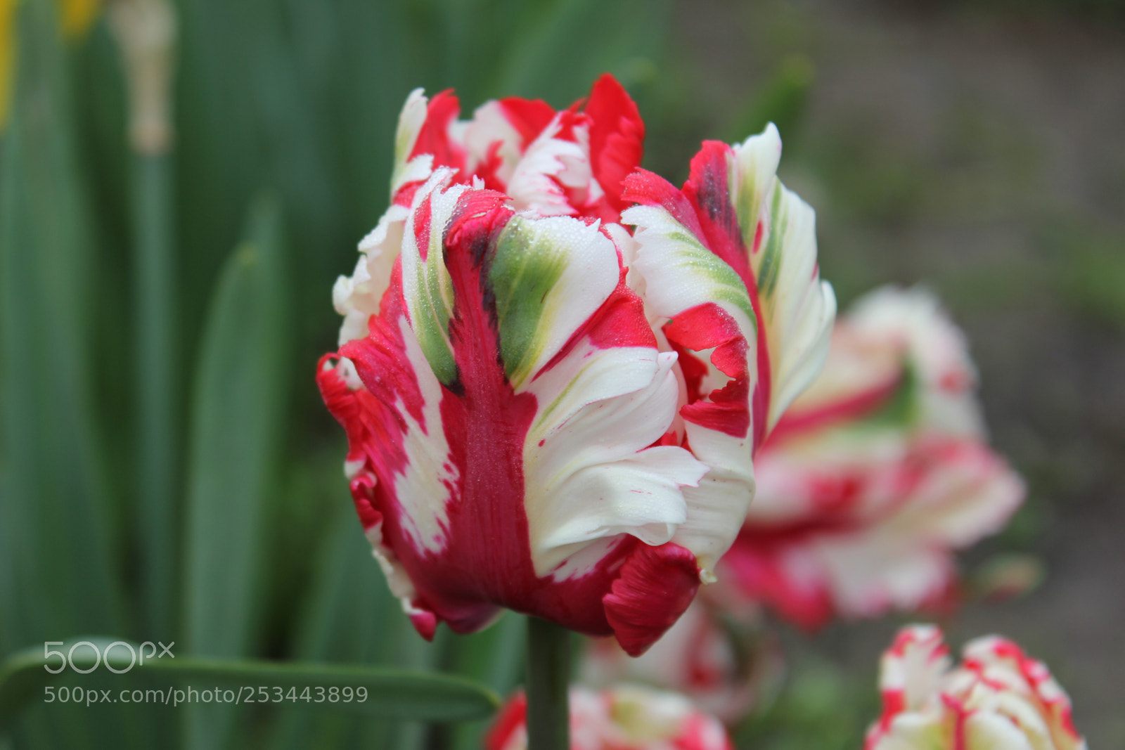 Canon EOS 550D (EOS Rebel T2i / EOS Kiss X4) sample photo. Tulips edward's gardens, toronto photography