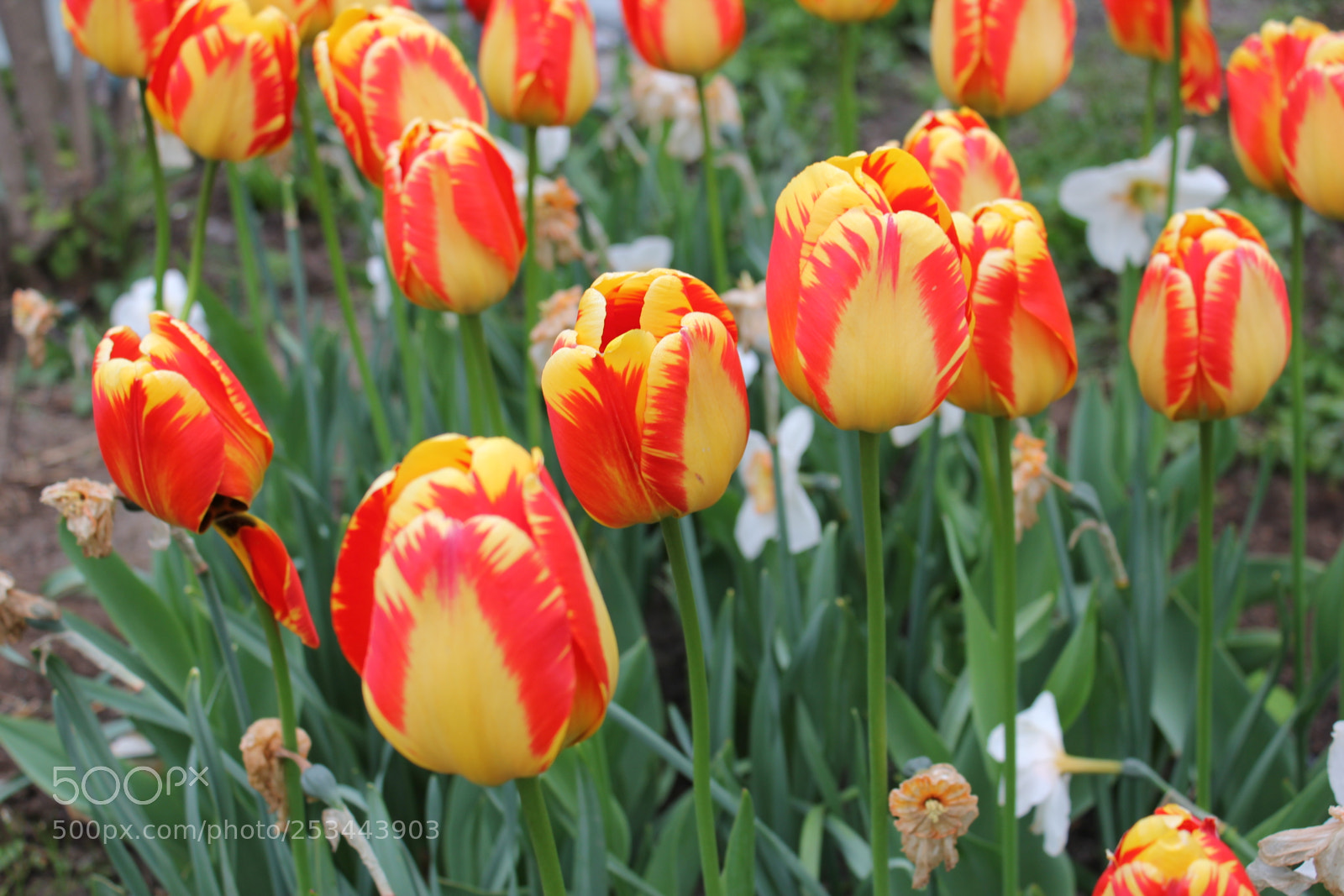 Canon EOS 550D (EOS Rebel T2i / EOS Kiss X4) sample photo. Tulips edward's gardens, toronto photography