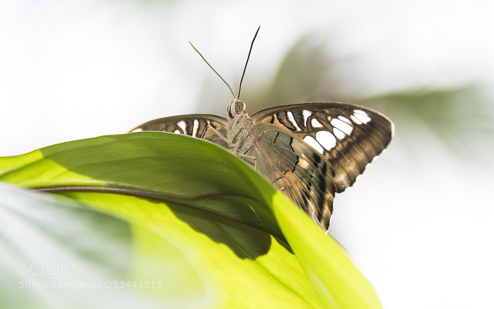 Nikon D500 sample photo. Resting butterfly photography