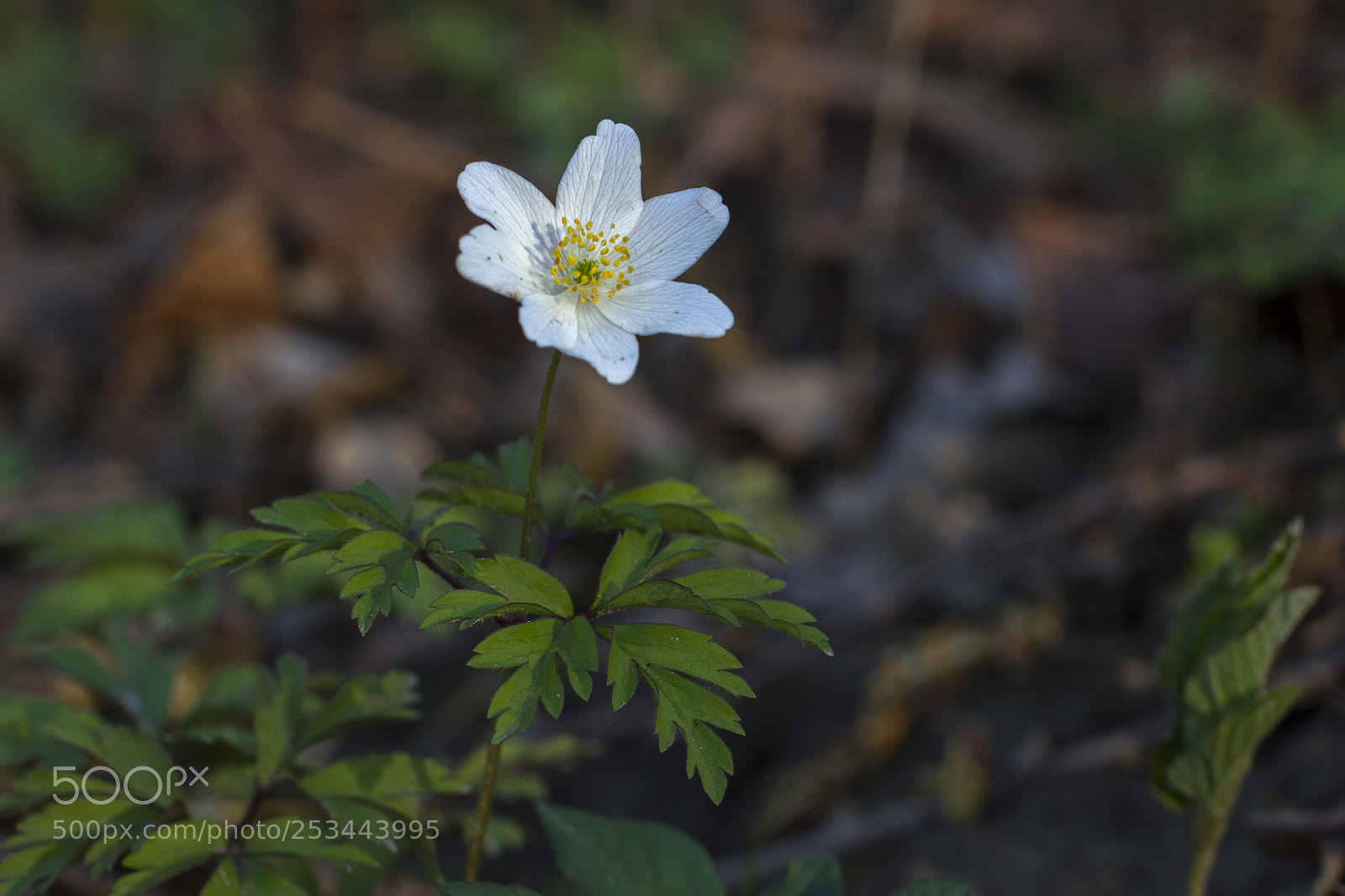 Canon EOS 7D sample photo. Anemone nemorosa photography