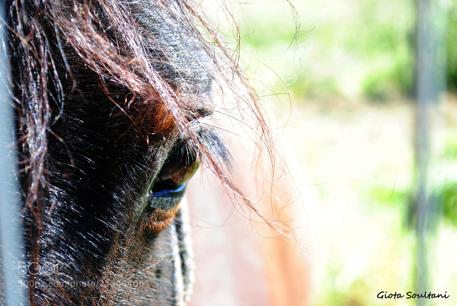 Nikon D3000 sample photo. Beutiful horse photography