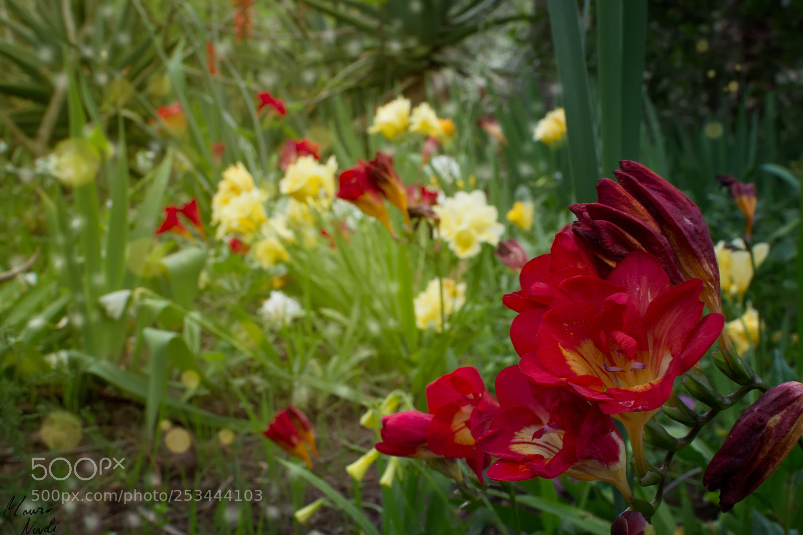 Nikon D3100 sample photo. Colors photography