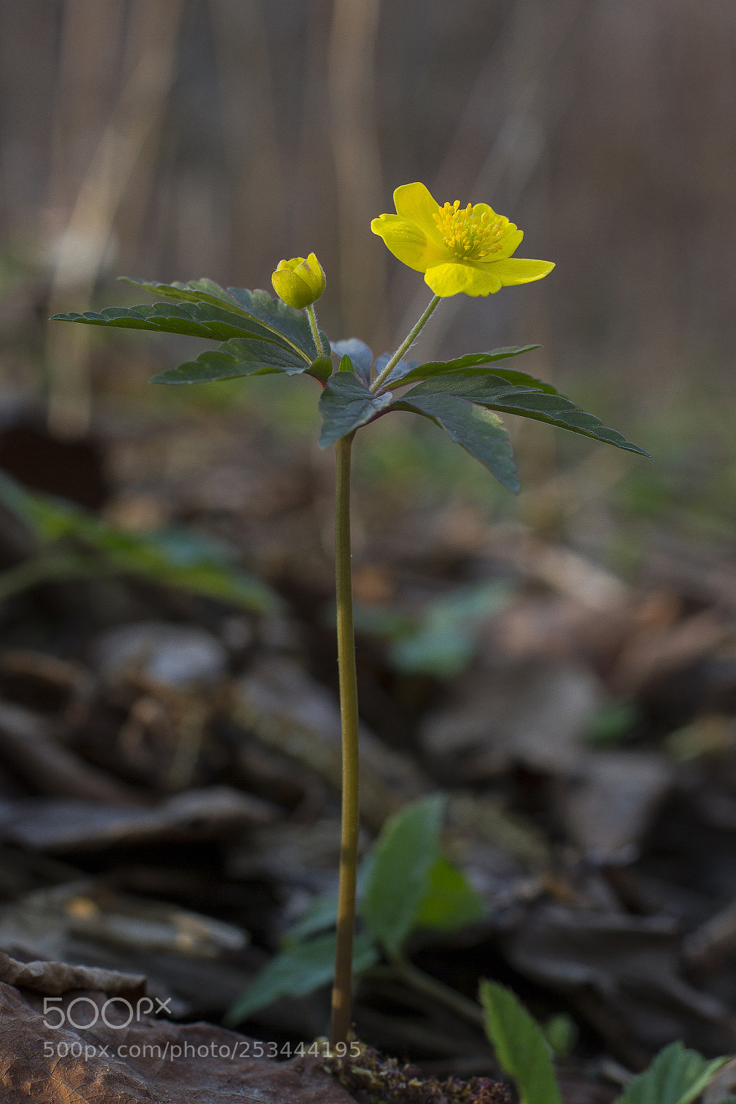 Canon EOS 7D sample photo. Anemone ranunculoides photography