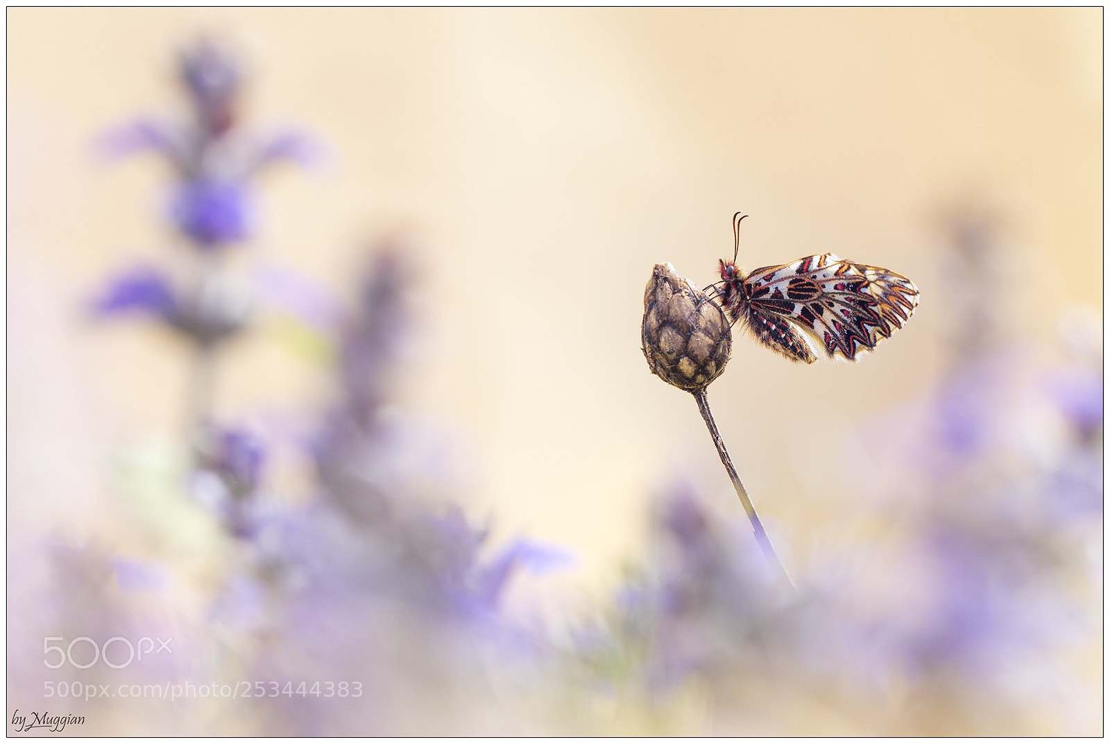 Canon EOS 80D sample photo. Fiore tra i fiori photography