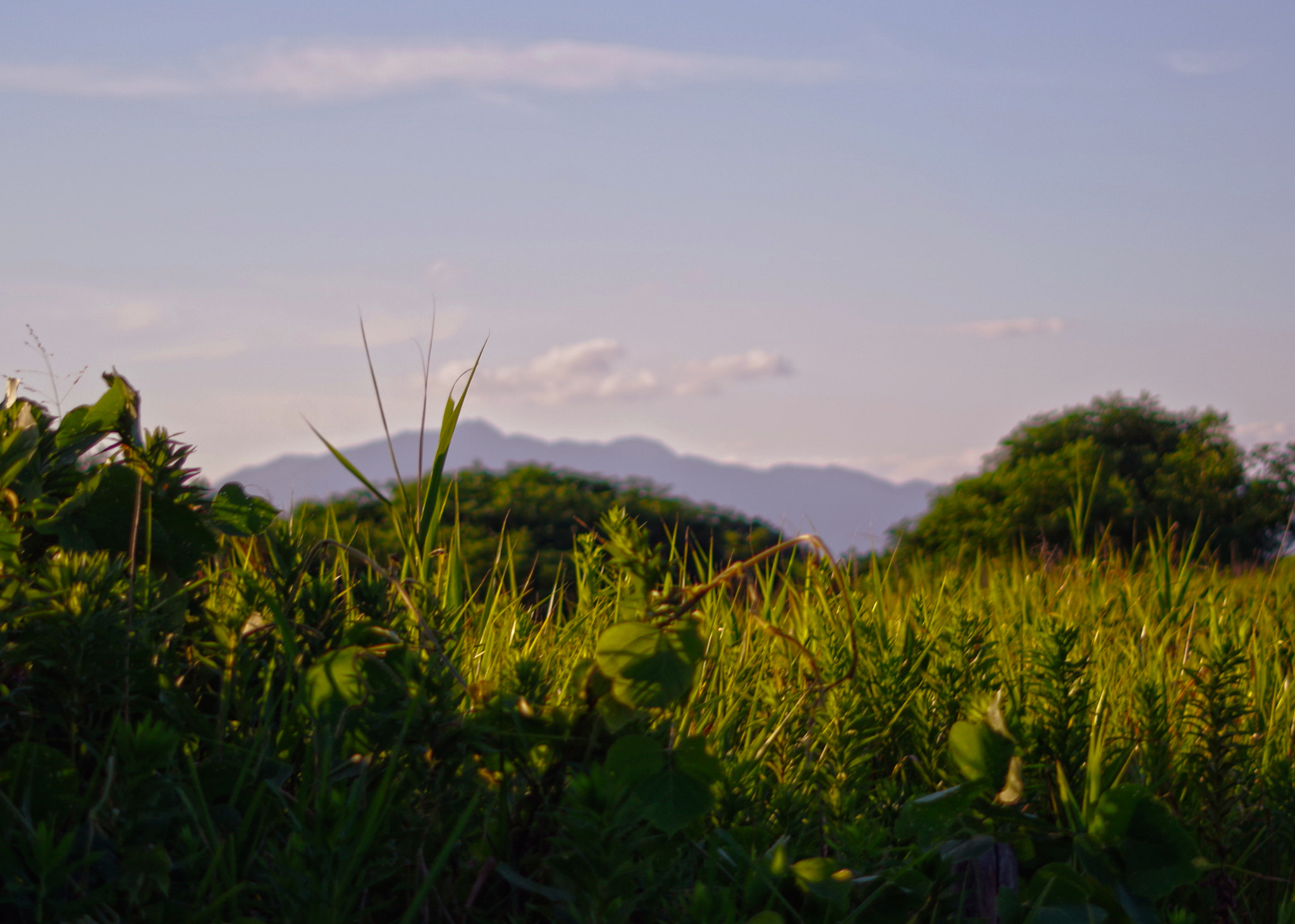 Pentax K-01 sample photo. Asian nature photography