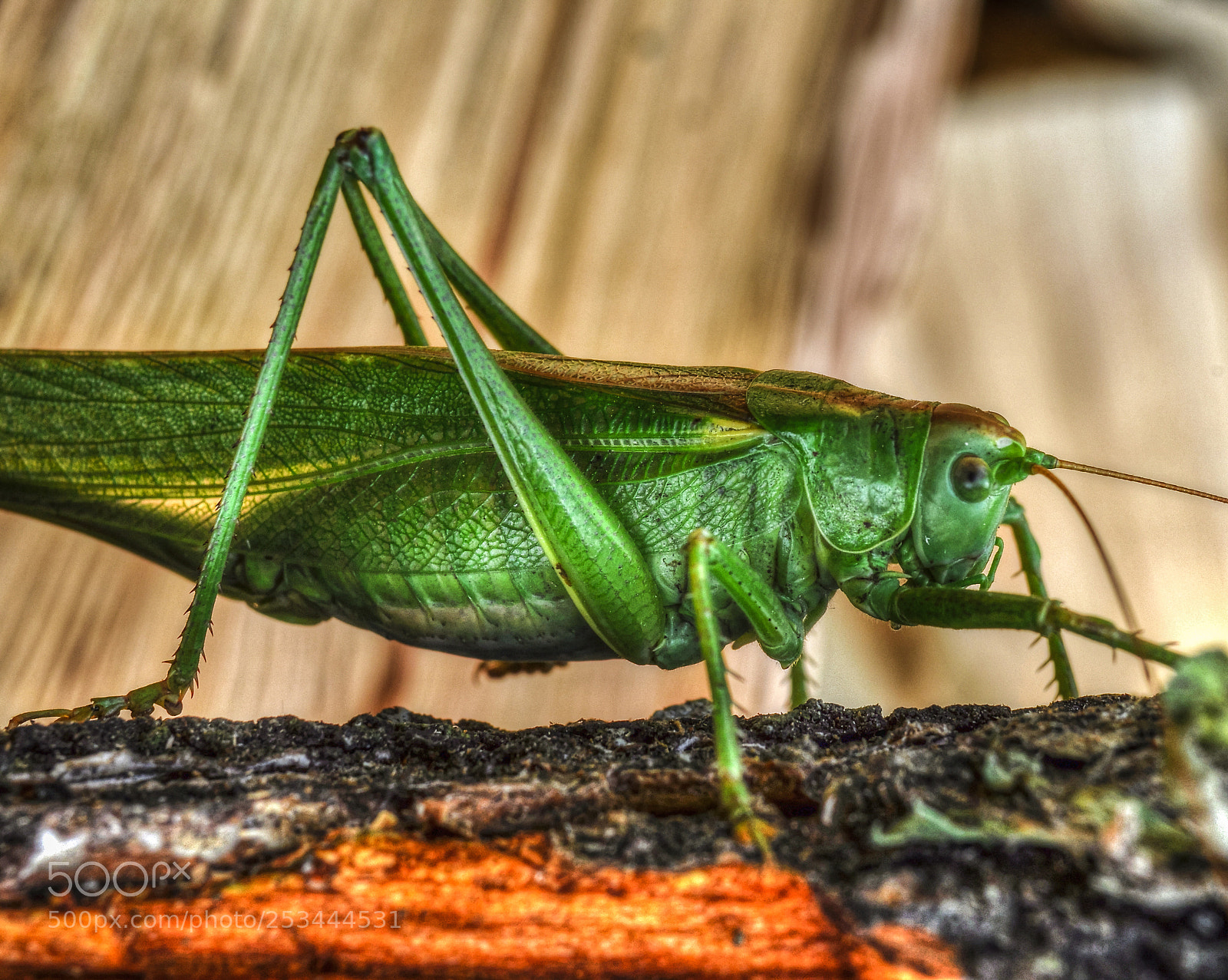 Nikon D5000 sample photo. African grasshopper photography