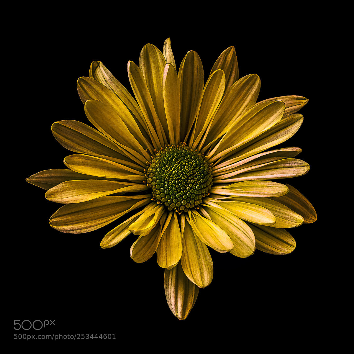 Canon EOS 5D Mark II sample photo. Single daisy photography