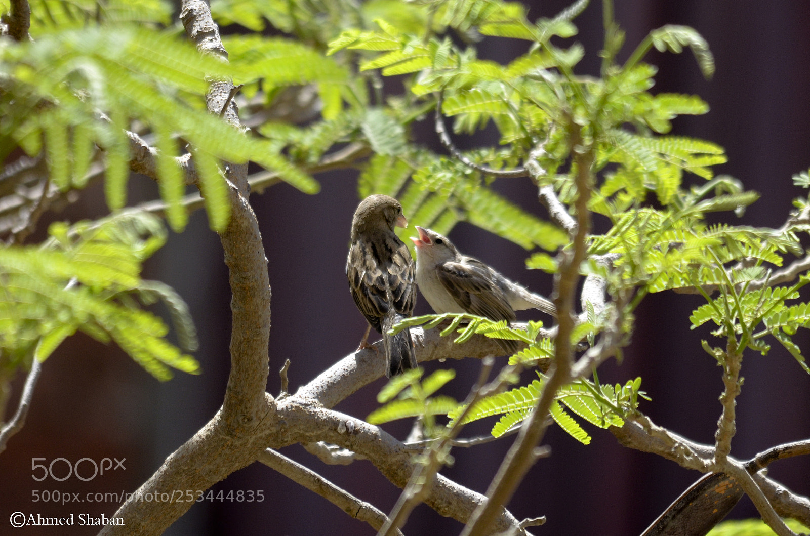 Nikon D7000 sample photo. Bird (sparrow ) photography
