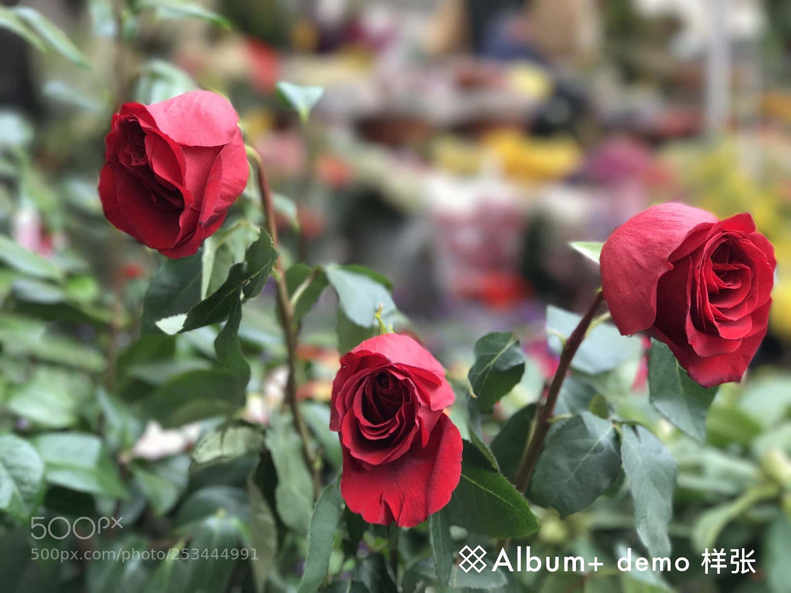Apple iPhone 7 Plus sample photo. Untitled photography