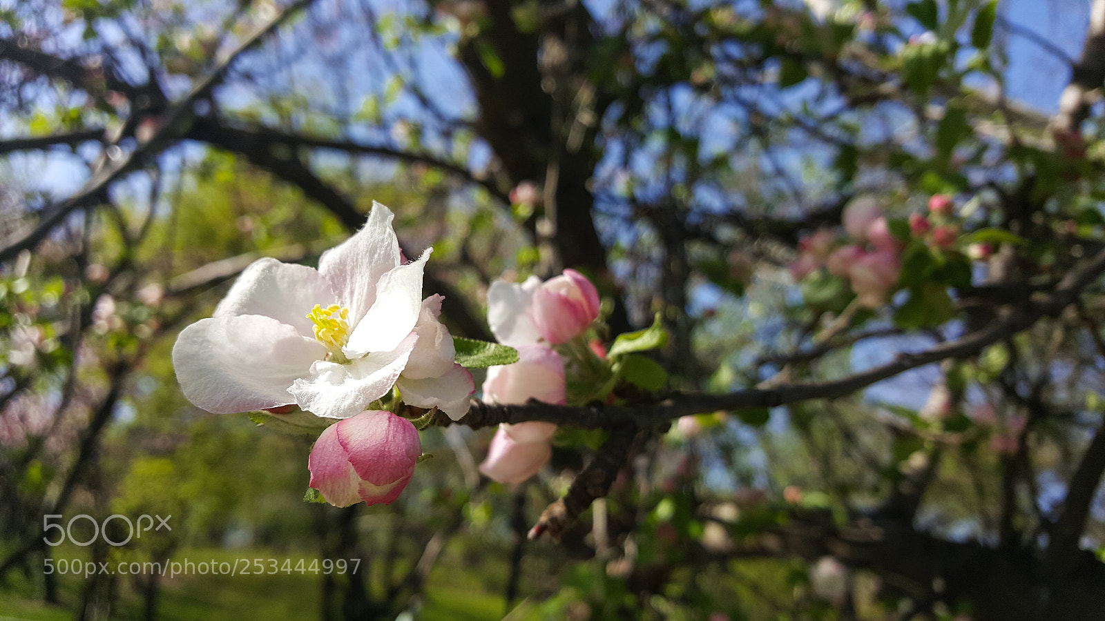 Samsung GALAXY S6 edge sample photo. Spring is here. photography