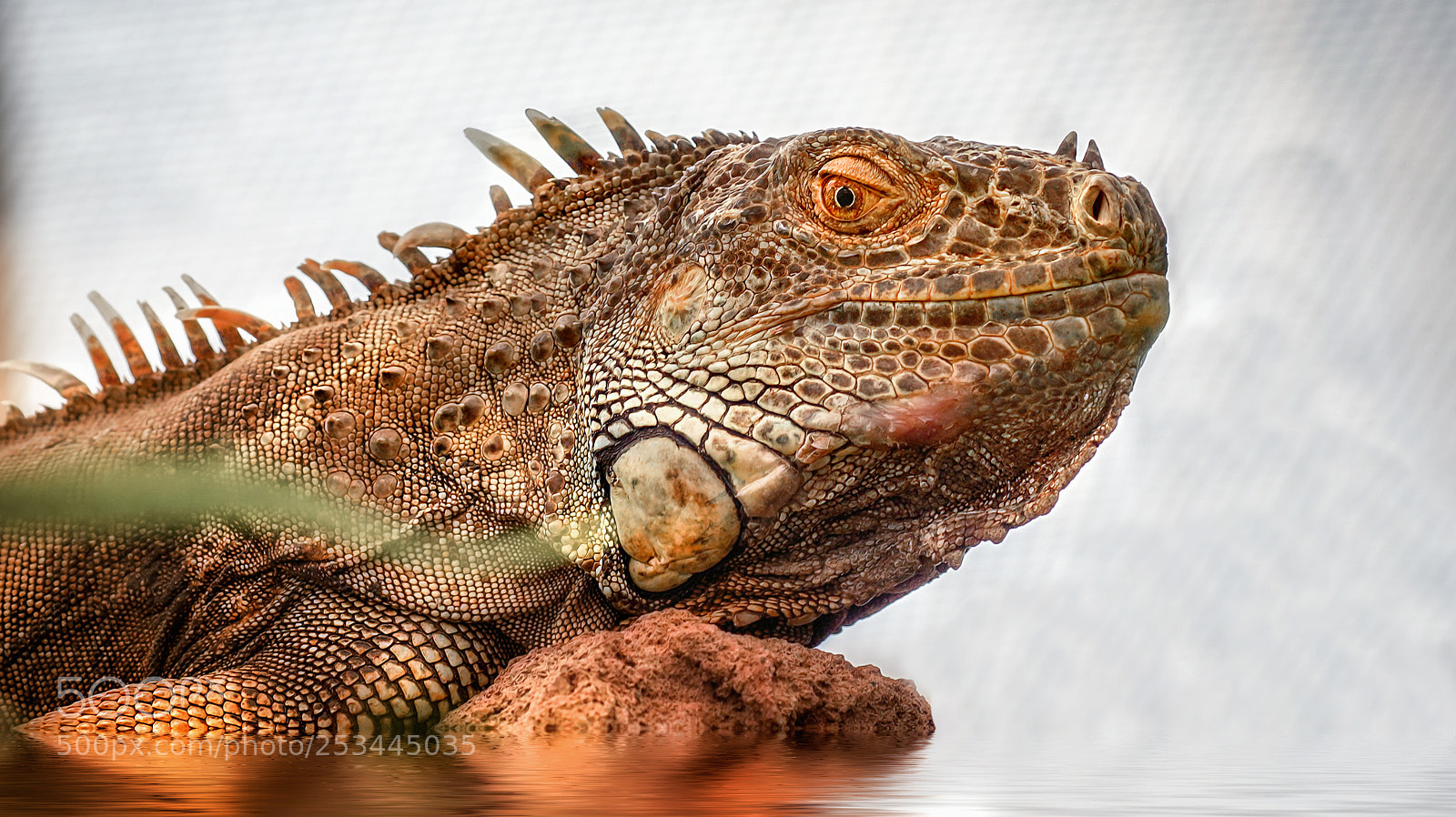 Sony a7R III sample photo. Lizard photography