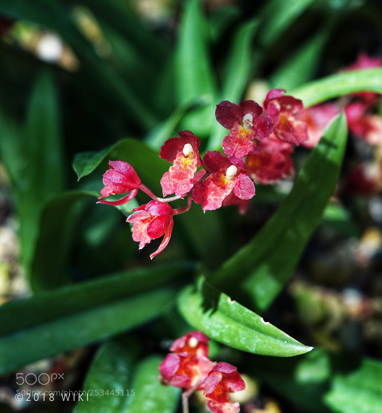 Sony a5100 sample photo. Orchid photography