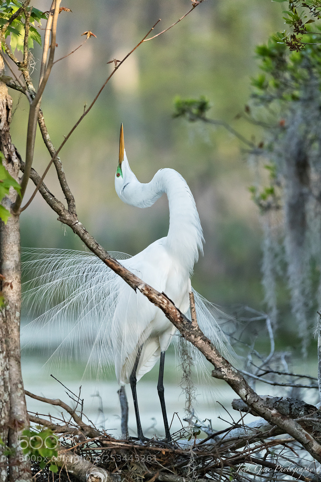 Canon EOS-1D X Mark II sample photo. Great white egret displaying photography